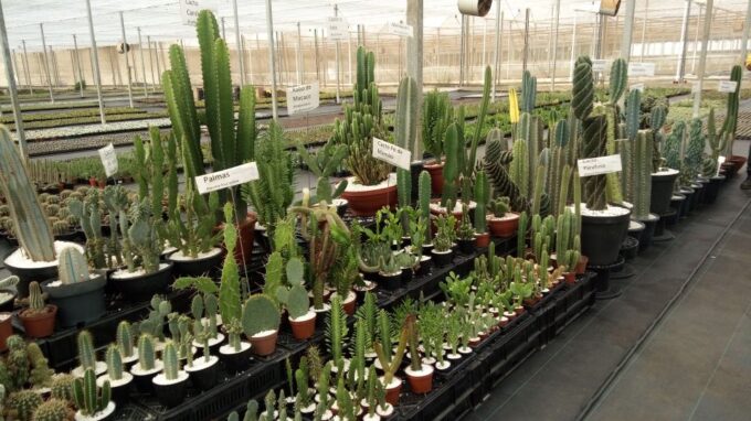 São Paulo: Holambra Colorful Flower Farm Guided Day Trip - Trip Details