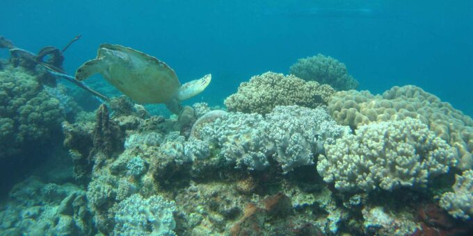 Sao Vicente: Coral Cove Snorkeling Guided Tour - Important Considerations