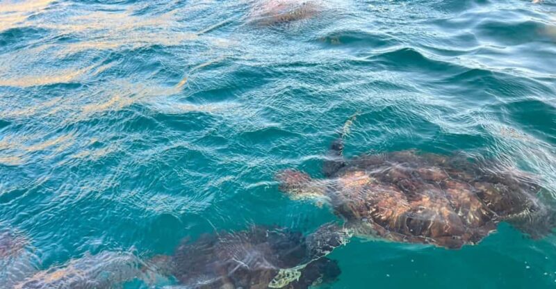 Sao Vicente: Swimming and Snorkeling Tour With Sea Turtles - Key Points