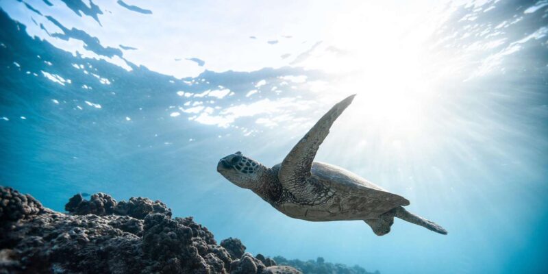 Sao Vicente: Swimming and Snorkeling Tour With Sea Turtles - Experience Details