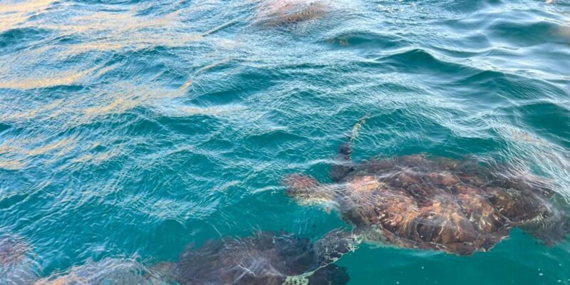 Sao Vicente: Swimming and Snorkeling Tour With Sea Turtles - Guided Tour Options