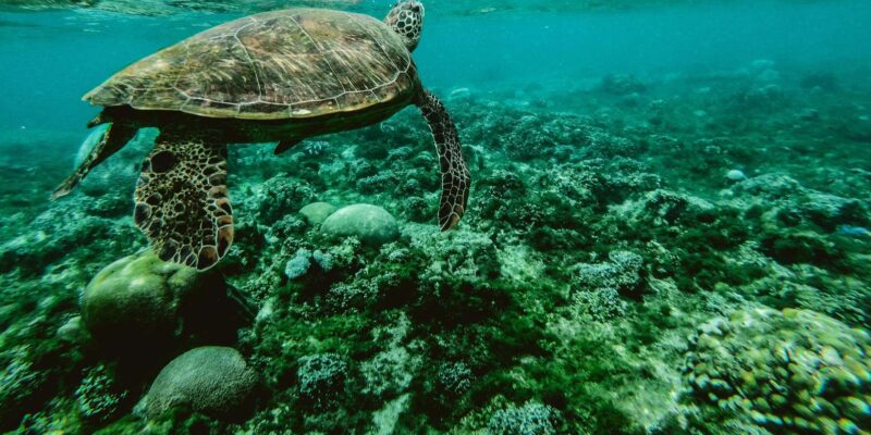 Sao Vicente: Swimming and Snorkeling Tour With Sea Turtles - What to Bring and Restrictions
