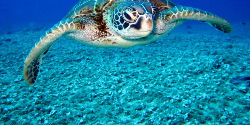 Sao Vicente: Swimming and Snorkeling Tour With Sea Turtles - Customer Reviews