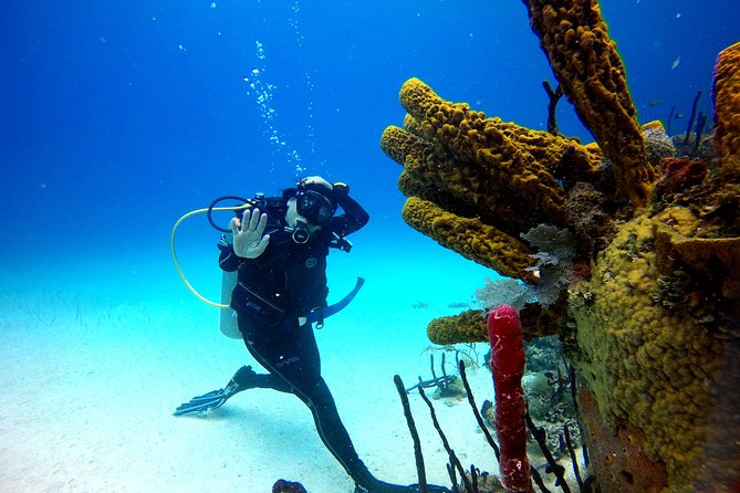Saona Diving - Diving Experience Details