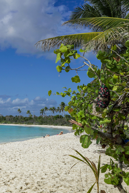 Saona Island: 6 Hour Private Tour With Snorkeling - Highlights and Experiences