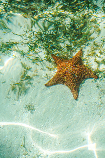 Saona Island: 6 Hour Private Tour With Snorkeling - Private Tour Exclusivity