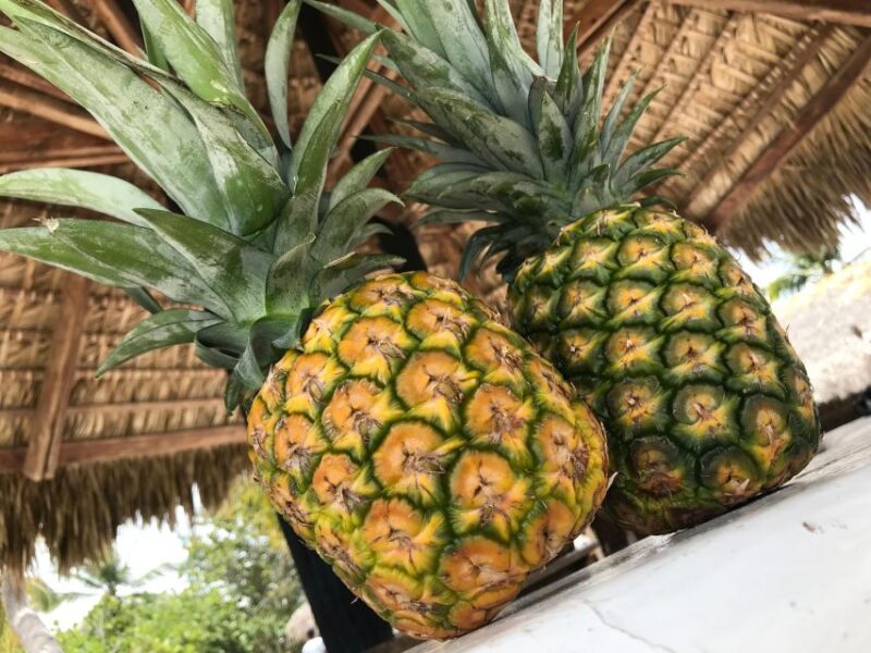 Saona Island Day Trip + Lobsters Included - Inclusions and Experiences
