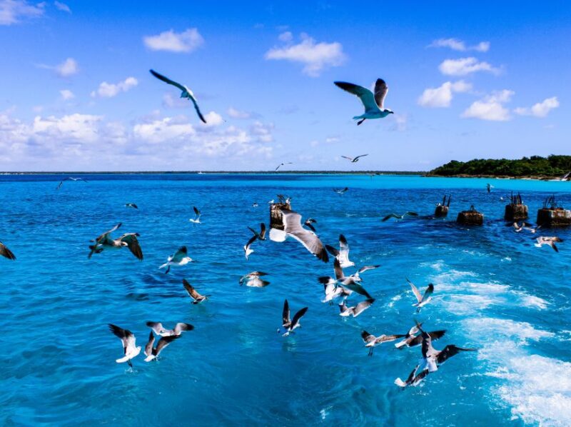 Saona Island Day Trip + Lunch + Open Bar From Punta Cana - Key Points
