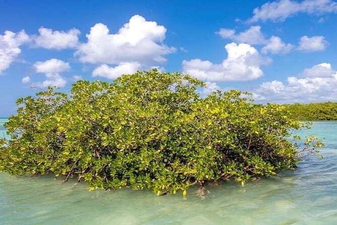 Saona Island Full-Day Tour With Lunch From Punta Cana - Duration and Itinerary
