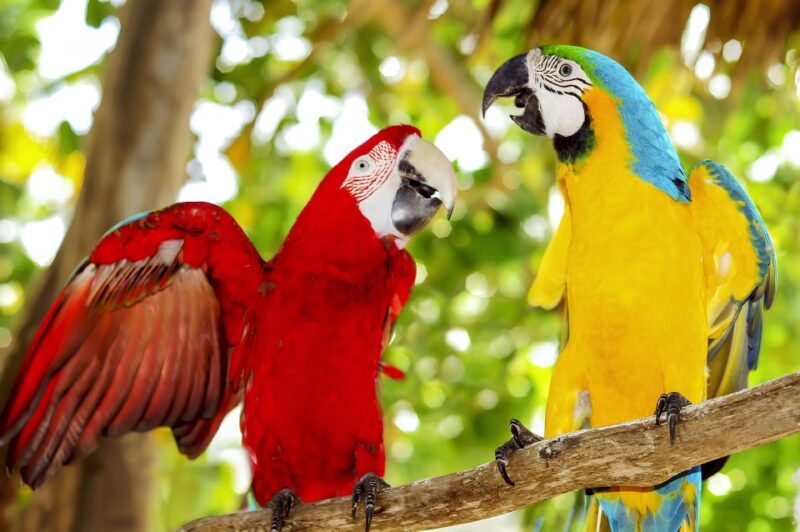 Saona Island Private: Speedboat Tour From Punta Cana - Personalized Experience