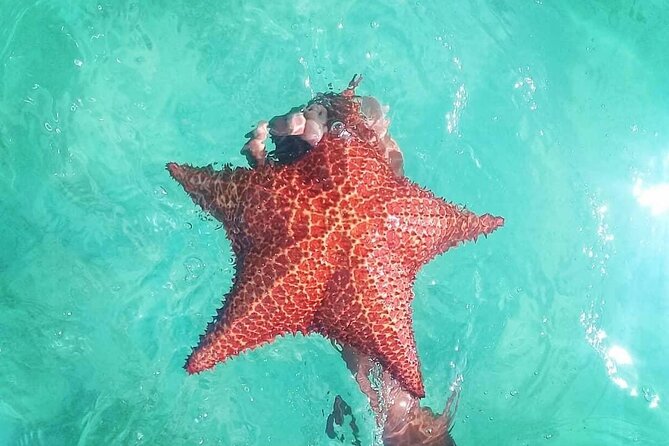 Saona Island Tour - Full Day From Punta Cana Buffet and Drinks - Highlights of Saona Island