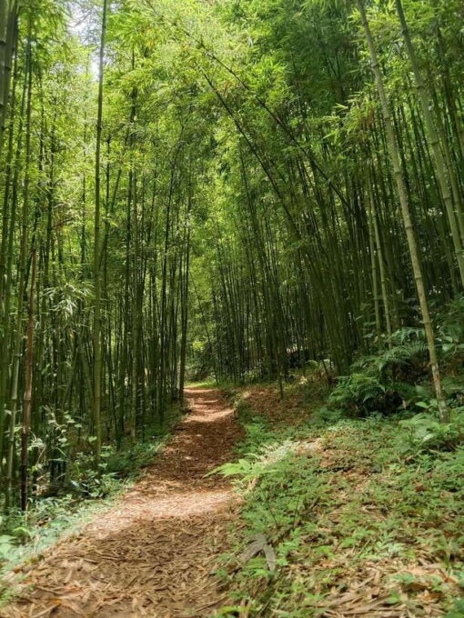 SAPA: 2 DAYS Walking & 1 Night at Homestay With LOCAL GUIDE - Traveler Reviews