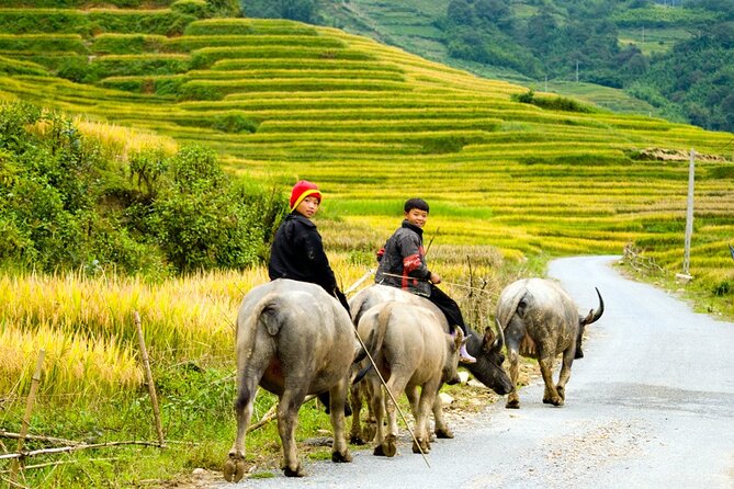 Sapa 3 Days Trekking Tour by Bus From Hanoi (2 Nights in Hotel) - Participant Reviews