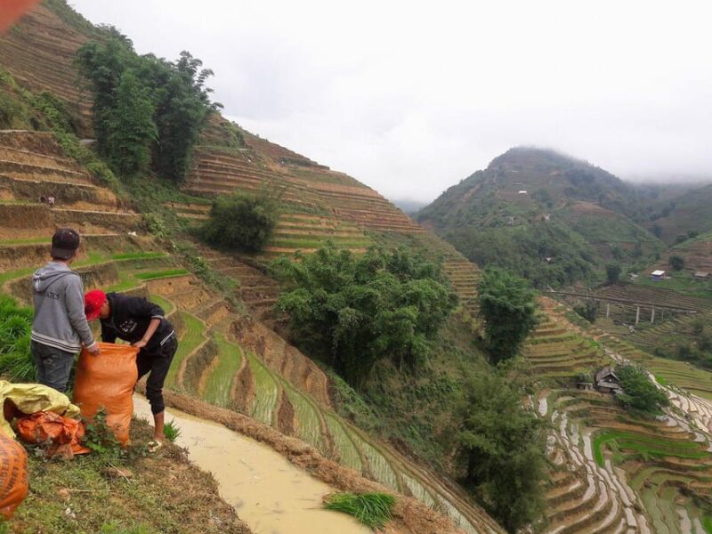 Sapa Beautiful Rice Field, Village - Easy Walking Kid,Senior - Lunch With Valley Views