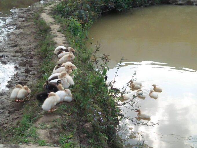 Sapa Bike Tour to Muong Hoa Valley and Local Life Experience - Recap