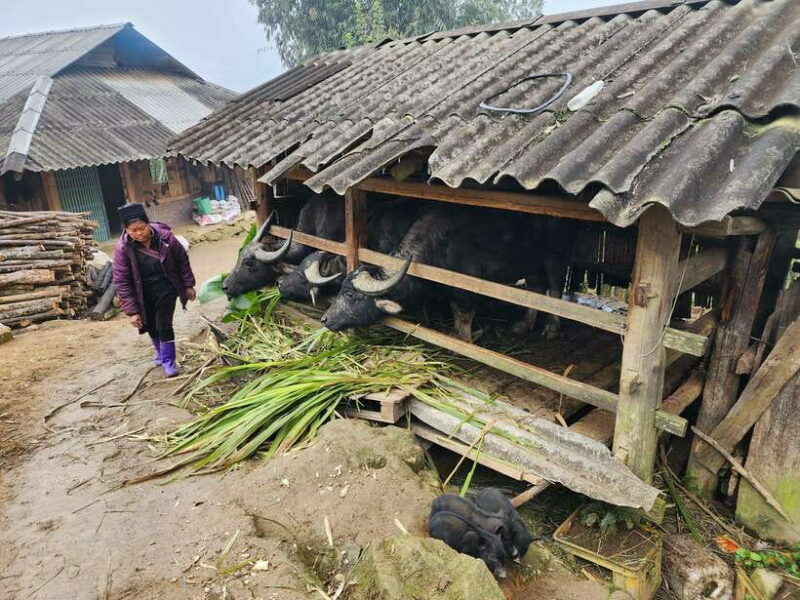 Sapa: Discover the Secrets of Red Dao herbal bath - Who Will Enjoy This Tour?