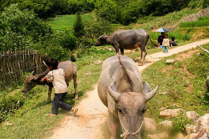 Sapa Easy Trekking Tour 1 Day - Rice Paddies and Cultures - Meeting and Pickup Information