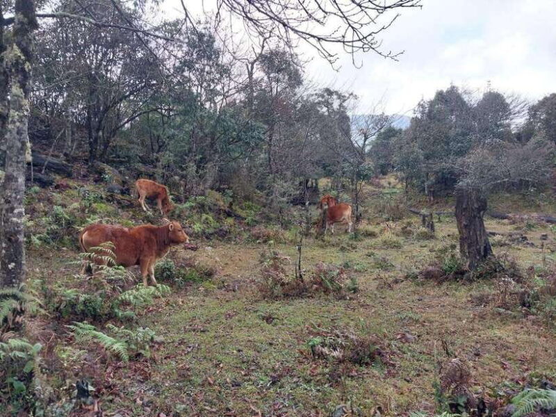 Sapa: Fansipan Mountain 2-Day Trekking Tour - Participant Restrictions