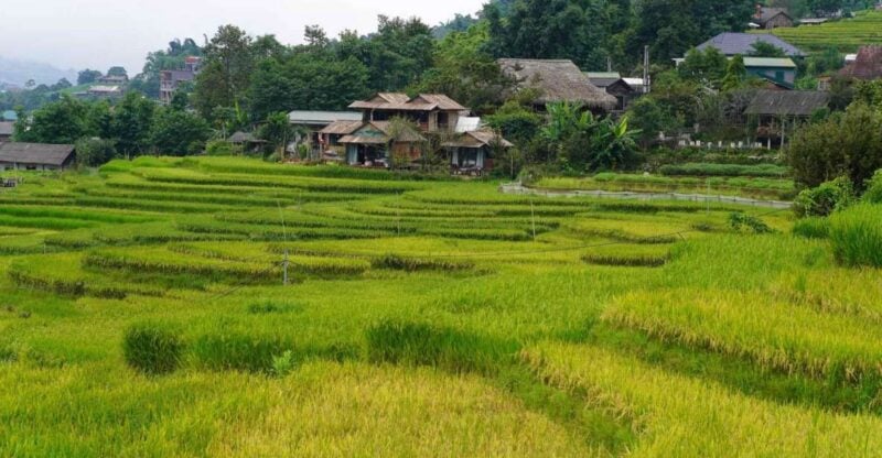 Sapa Full Day Trip to Ta Phin - Cat Cat Village With Lunch - Key Points