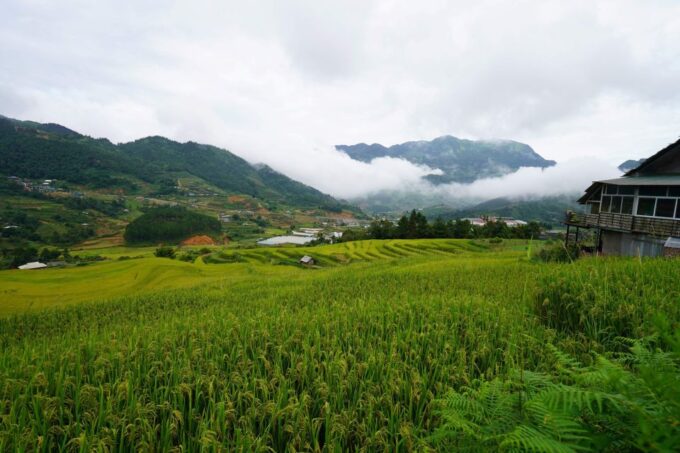 Sapa Full Day Trip to Ta Phin - Cat Cat Village With Lunch - Frequently Asked Questions