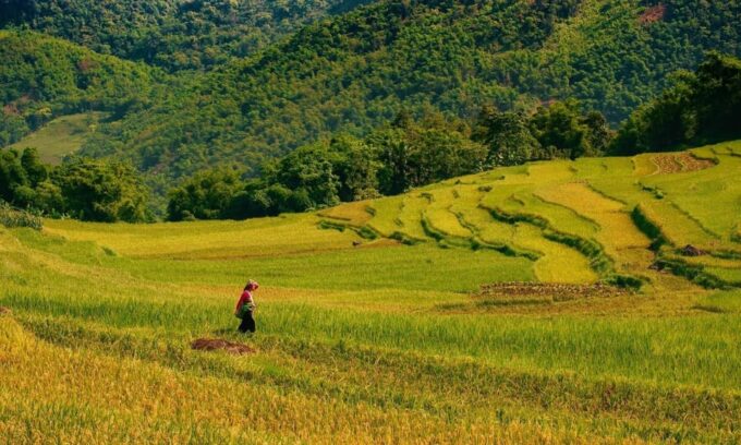 Sapa: Guided Tour With Local Culture and Rice Terraces - Suitability and Considerations