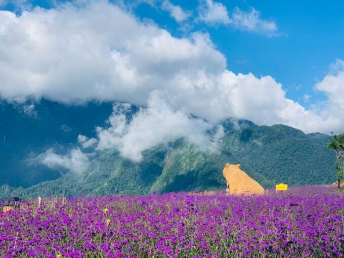 Sapa: Sunworld Fansipan Legend Ticket - Exploring Hoang Lien Son Range