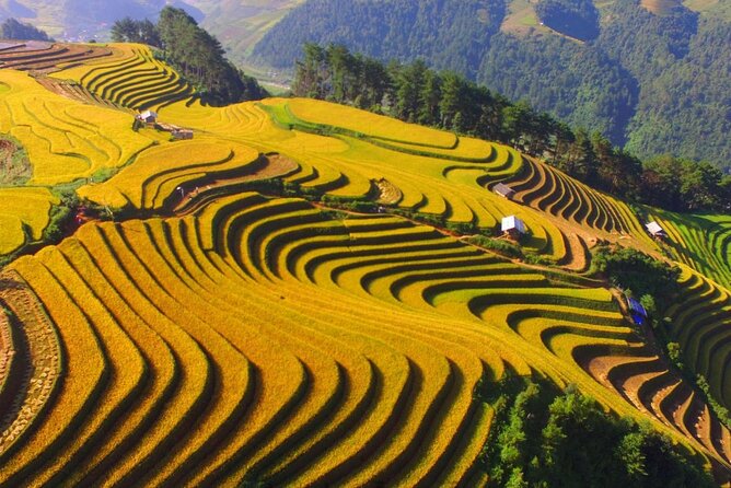 Sapa Trekking at Homestay From Hanoi - Customer Reviews and Feedback