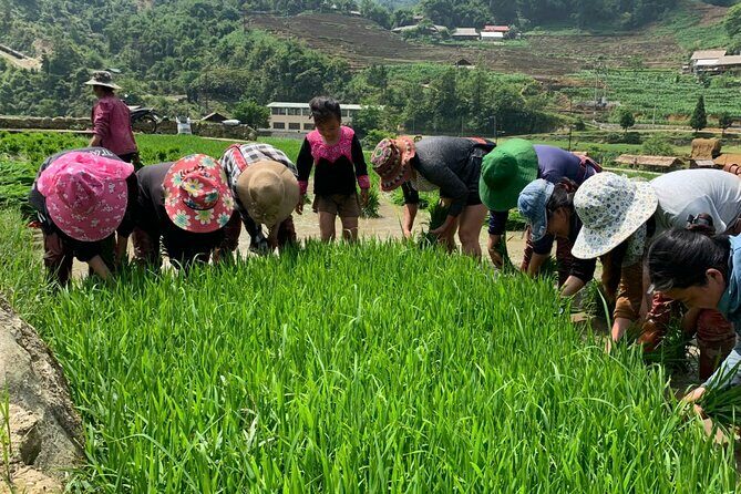 Sapa Trekking Tour to Y Linh Ho & Lao Chai with Local Guide - FAQs