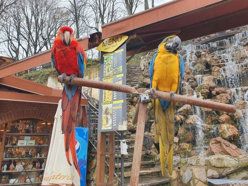 Sapanca Maşukiye Tour From Istanbul - Activities
