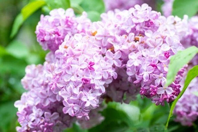 Sapporo Afternoon Walking Tour 2h 30mins - Transportation