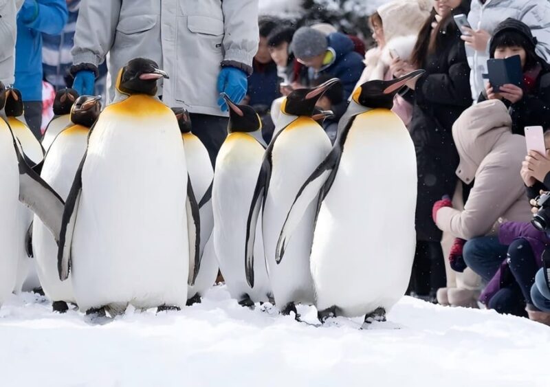Sapporo: Asahikawa Zoo, Shirahige Falls, Ningle Terrace Tour - Shirahige Waterfall: A Picturesque Photo Stop