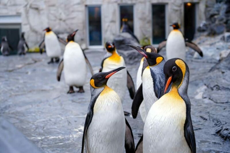 Sapporo: Asahiyama Zoo and Shirahige Falls Trip /w Pickup - A Closer Look at the Itinerary and Attractions