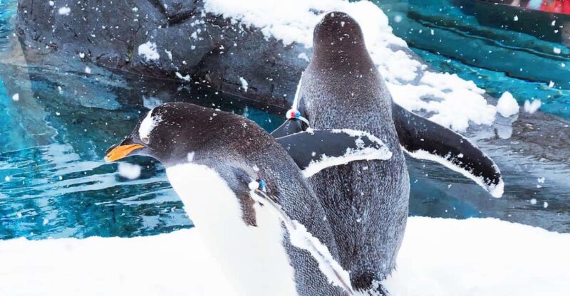 Sapporo: Asahiyama Zoo, Shirahige Falls & Biei Pond Day Tour - Key Points