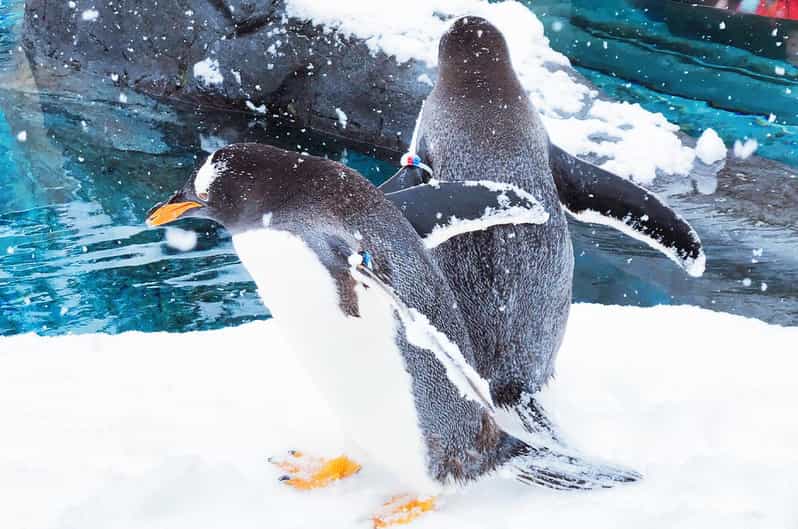 Sapporo: Asahiyama Zoo, Shirahige Falls & Biei Pond Day Tour - Itinerary