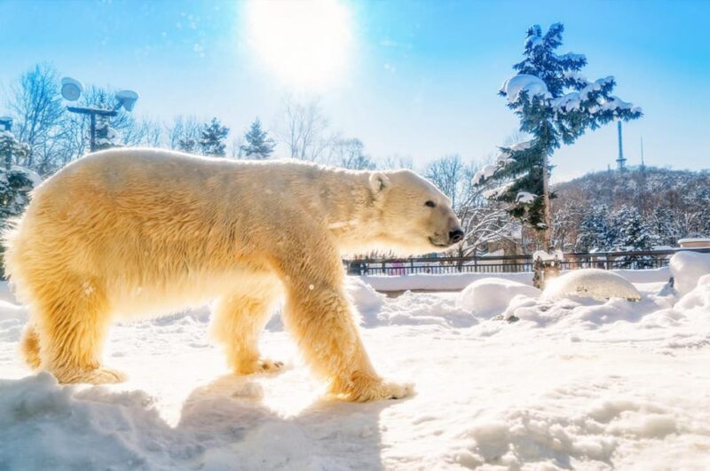 Sapporo: Asahiyama Zoo, Shirahige Falls & Biei Pond Day Tour - Zoo Experience