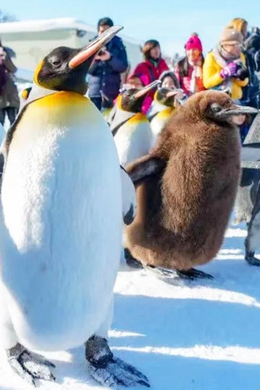 Sapporo: Asahiyama Zoo, Shirahige Falls & Biei Pond Day Tour - Inclusions and Transportation