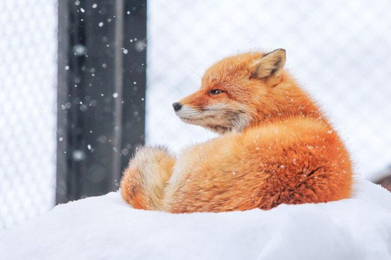 Sapporo: Asahiyama Zoo, Shirahige Falls & Biei Pond Day Tour - Important Information and Customer Feedback