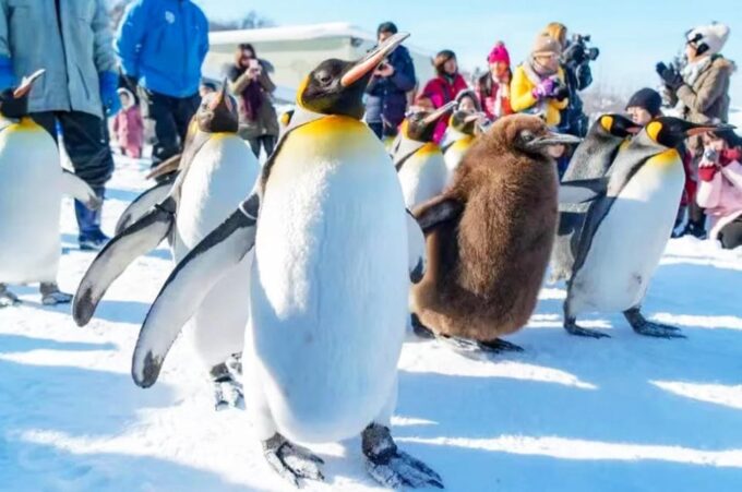 Sapporo: Asahiyama Zoo, Shirahige Falls & Biei Pond Day Tour - Admiring the Enchanting Biei Blue Pond