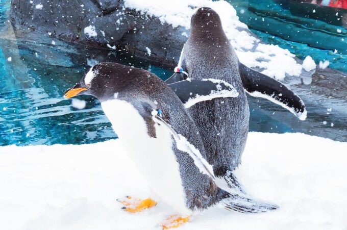 Sapporo: Asahiyama Zoo, Shirahige Falls & Biei Pond Day Tour - Frequently Asked Questions