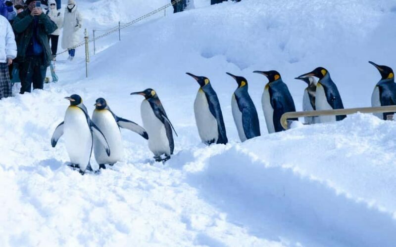 Sapporo: Asahiyama Zoo, Snow Activity, & Ningle Terrace Tour - Key Points