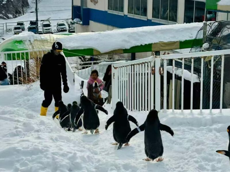 Sapporo: Asahiyama Zoo, Snow Activity, & Ningle Terrace Tour - What Makes This Tour Stand Out