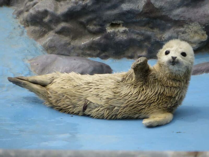 Sapporo: Asahiyama Zoo, Snow Activity, & Ningle Terrace Tour - Final Thoughts