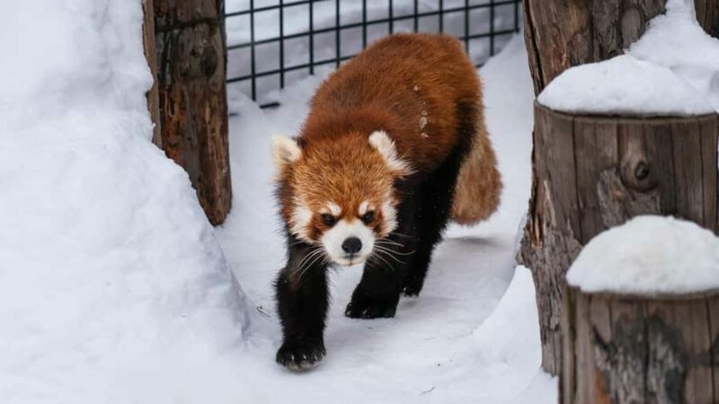 Sapporo: Asahiyama Zoo, Snow Activity, & Ningle Terrace Tour - FAQ