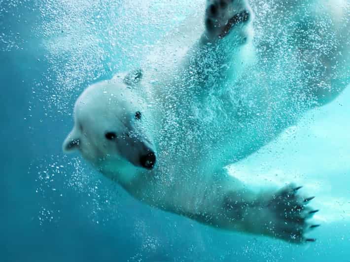 Sapporo Departure: Asahiyama Zoo Winter 1-Day Tour - Key Points