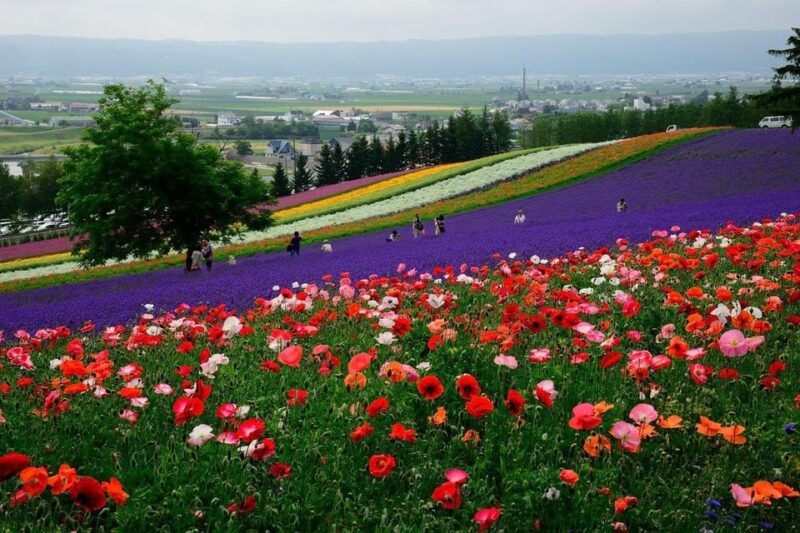 Sapporo: Hokkaido Biei Aoike and Furano Flower Sea Day Trip - Shikisai No Oka Floral Fields