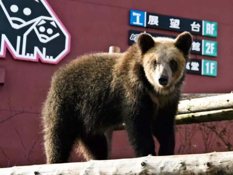 Sapporo: Noboribetsu Hell Valley, Lake Toya & Bear Farm Tour - Who Should Consider This Tour?