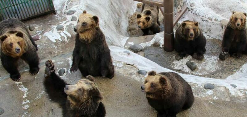 Sapporo: Noboribetsu Hell Valley, Lake Toya & Bear Farm Tour - Final Thoughts
