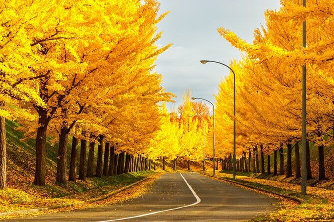 Sapporo Privete Tour: Royce Town, Autumn Foliage, Sunset Viewing - What to Expect