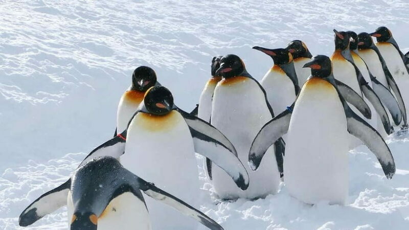 Sapporo Winter : Asahiyama Zoo (Penguin Fun & Snowmobile) - Key Points