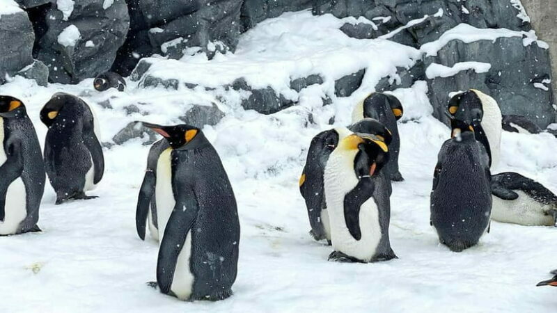 Sapporo Winter : Asahiyama Zoo (Penguin Fun & Snowmobile) - A Practical Guide to the Sapporo Winter Tour